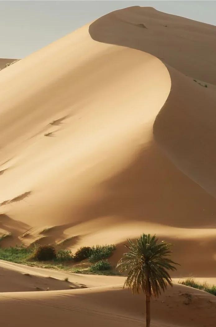 Sunlit dunes curve above a single palm tree.