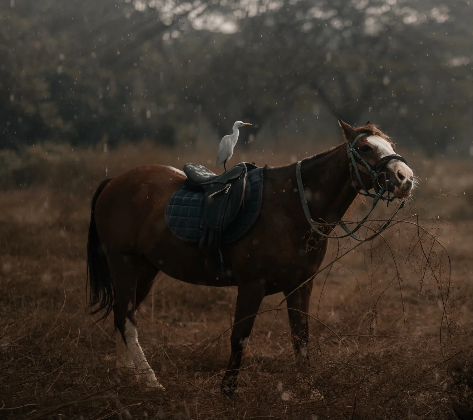 Photograph 1 from Mico Studios portfolio spread 43